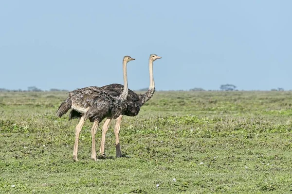 Strauße Vögel Struthio Camelus Serengeti Tansania Afrika — Stockfoto