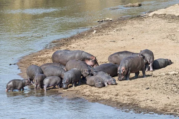 Hipopótamos Hippopotamus Amphibius Río Mara Reserva Nacional Maasai Mara Kenia — Foto de Stock