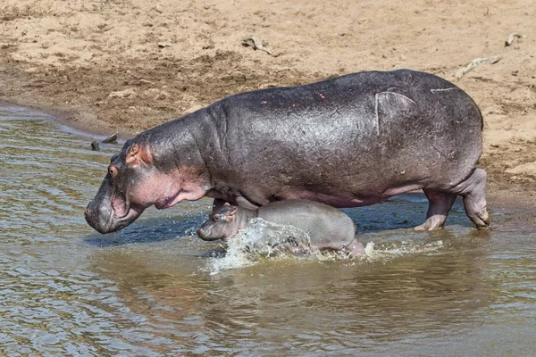 Hipopótamo Hippopotamus Amphibius Hembra Adulta Con Crías Río Mara Reserva — Foto de Stock