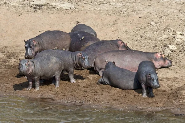 Hipopotamy Hipopotamus Amphibius Mara River Rezerwat Narodowy Maasai Mara Kenia — Zdjęcie stockowe