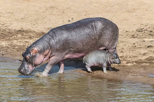 Hippopotamus Hippopotamus Amfibie Volwassen Vrouw Met Jong Mara River Maasai — Stockfoto