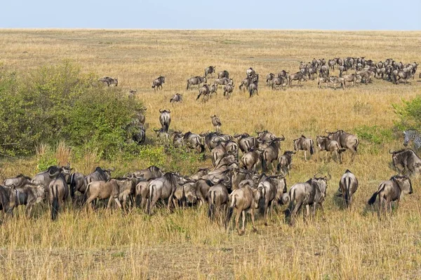 Стадо Blue Wildebeest Connochaetes Firinus Национальный Заповедник Масаи Мара Кения — стоковое фото