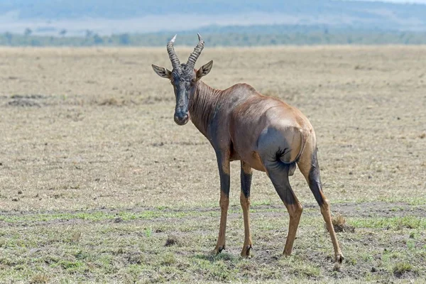 Topi Damaliscus Lunatus Jimela Reserva Nacional Maasai Mara Quénia África — Fotografia de Stock