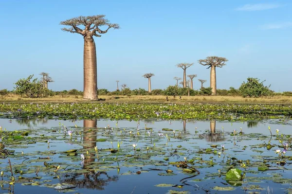 Baobab Trees Adansonia Grandidieri Reflecting Water Morondava Toliara Province Madagascar — Stock Photo, Image
