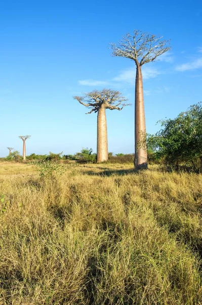 Avenue Baobabs Baobab Trees Adansonia Grandidieri Morondava Toliara Province Madagascar — Stock Photo, Image