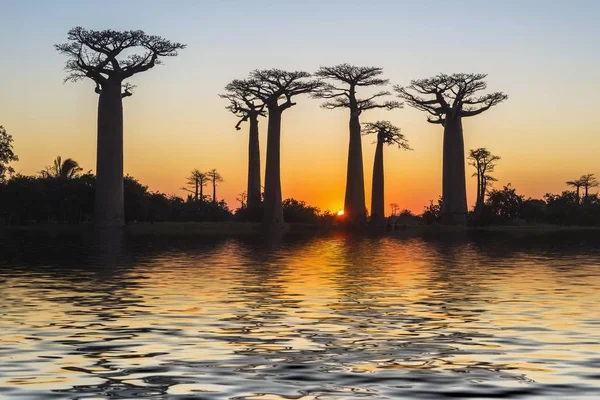 Drzewa Baobabskie Odbijające Się Wodzie Zachodzie Słońca Madagaskar Afryka — Zdjęcie stockowe
