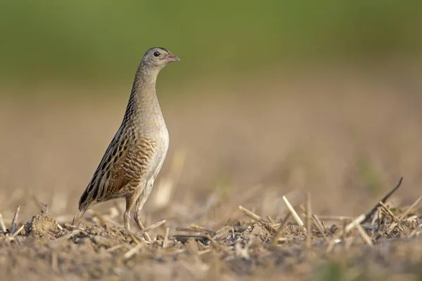 Corncrake Crex Crex Внимательный Ближний Восток Саксония Анхальт Германия Европа — стоковое фото