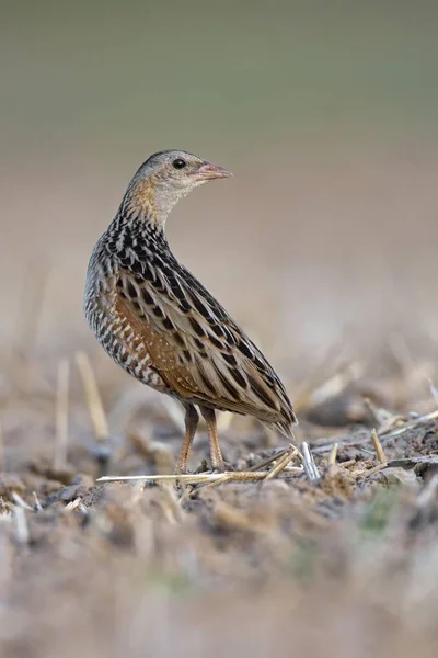 Corncrake Birds Crex Crex — Stock fotografie