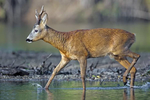 Roe Deer Capreolus Capreolus Buck Όχθη Του Ποταμού Μέσου Έλβα — Φωτογραφία Αρχείου