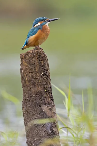 Kingfisher Bird Young Bird Perch Middle Elbe Germany Europe — Stock Photo, Image