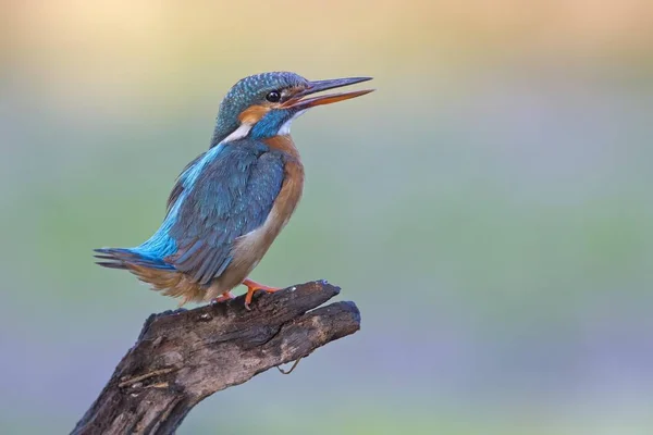 Kingfisher Fena Pták Vyhrožování Německo Evropa — Stock fotografie