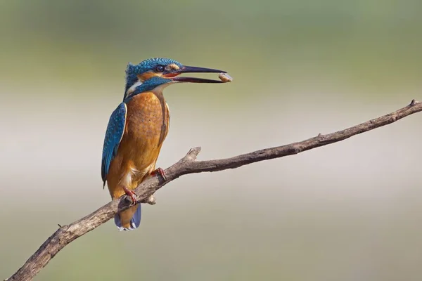 Kingfisher Bird Саксония Анхальт Германия Европа — стоковое фото