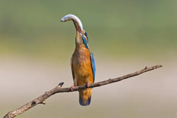 Kingfisher Bird Mladý Pták Ulovenou Rybou Německo Evropa — Stock fotografie