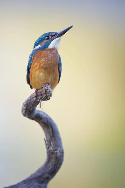 Kingfisher Madár Fiatal Madár Sügéren Középső Elba Németország Európa — Stock Fotó