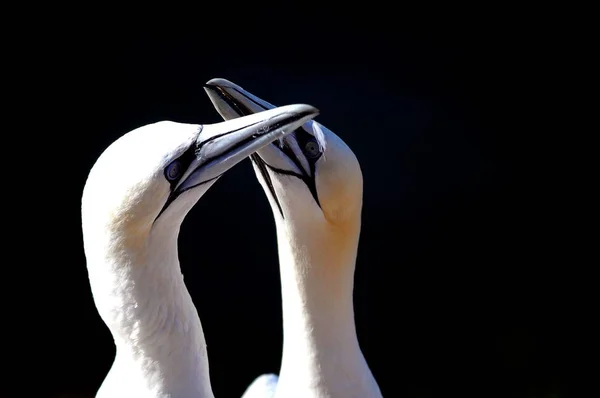 Northern Gannets Morus Bassanus Par Heligoland Schleswig Holstein Alemanha Europa — Fotografia de Stock