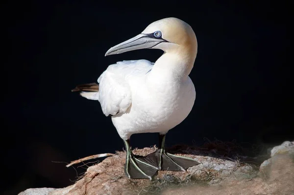 Severní Gannet Morus Bassanus Helgoland Šlesvicko Holštýnsko Německo Evropa — Stock fotografie