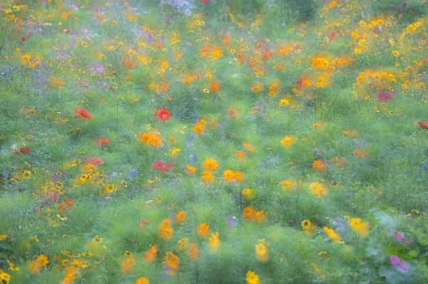 Bunte Sommerblumen Wiesenlandschaft — Stockfoto