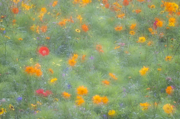 Bunte Sommerblumen Wiesenlandschaft — Stockfoto