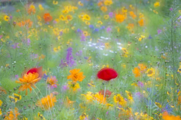 Цветущий Летний Луговой Пейзаж — стоковое фото