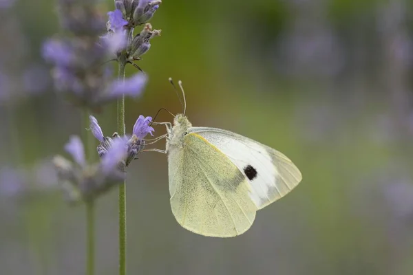 Gros Plan Blanc Sur Fond Flou — Photo