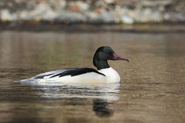 Goosander Mergus Merganser Male Swimming Habitat Harz Saxony Anhalt Germany — Stock Photo, Image