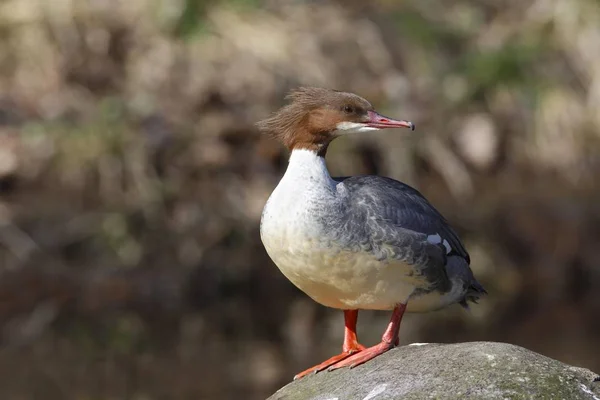 Goosander Bird Mergus Merganser Fena Stojící Kameni — Stock fotografie