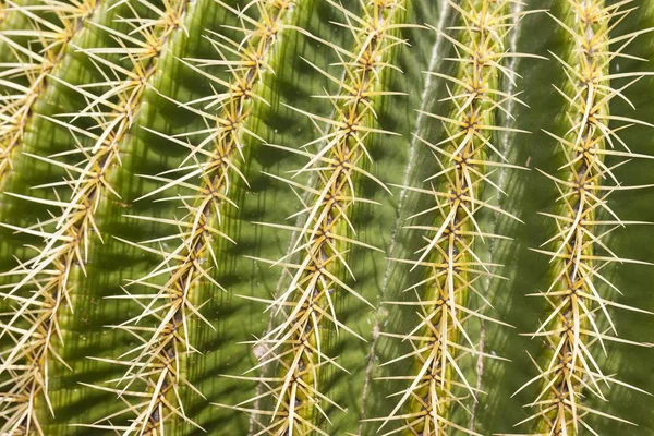 Giant Barrel Cactus Vista Close — Fotografia de Stock