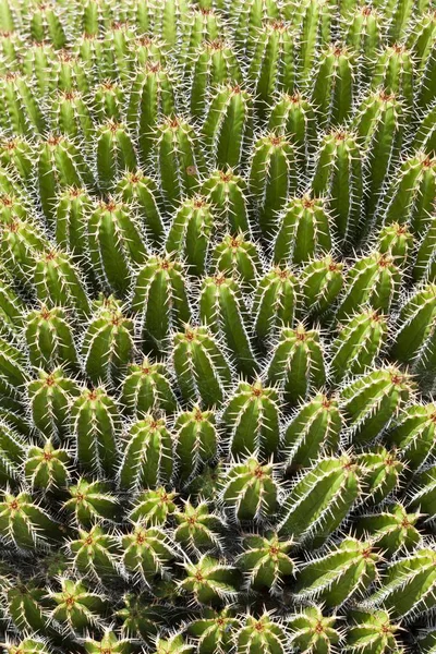 Euphorbia Echinus Spurge Species Closeup — 스톡 사진