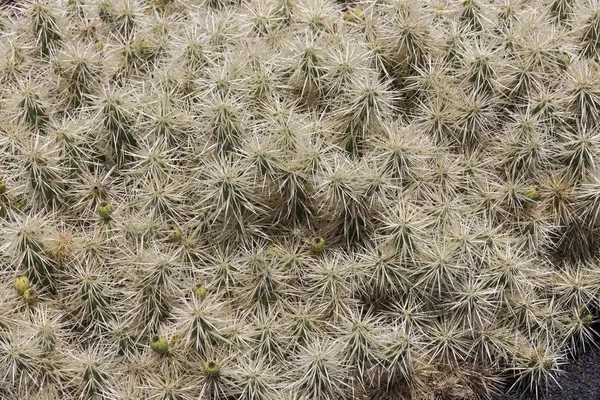 Abrojo Opuntia Tunicata Nativo México —  Fotos de Stock