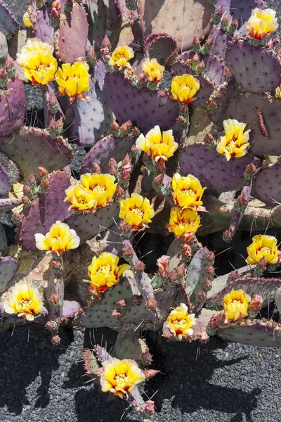 Viola Prickly Pear Primo Piano — Foto Stock