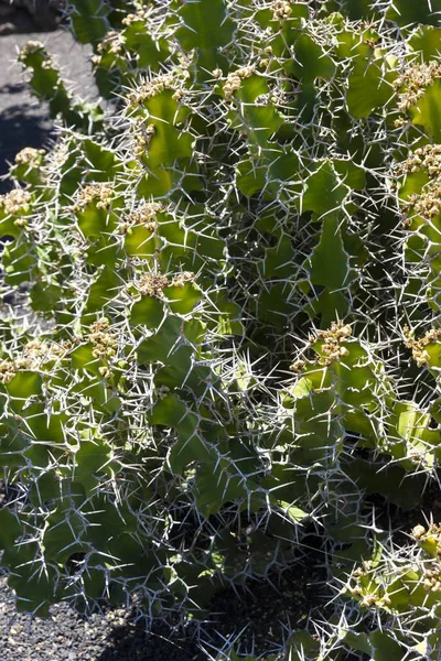 Euphorbia Grandicornis Specie Spurgo Primo Piano — Foto Stock