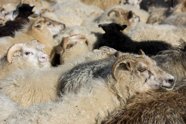 羊の群れは ペンで混雑し 羊の輸血 — ストック写真