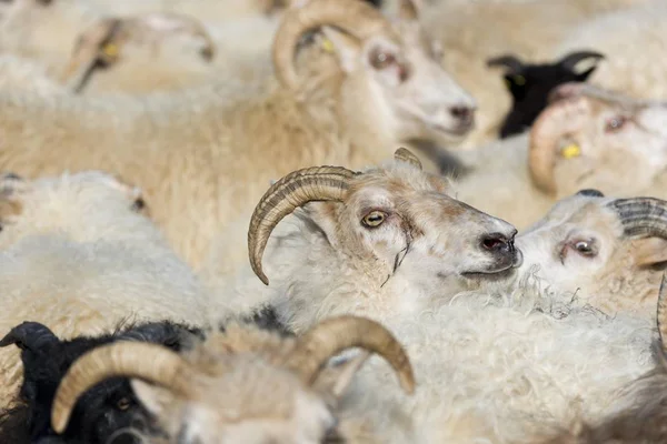Flock Sheep Crowded Pen Sheep Transhumance — 스톡 사진