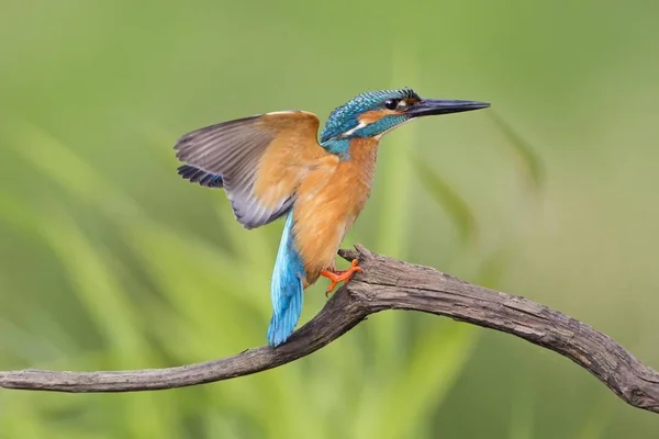 Eisvogel Männchen Auf Barsch Mittelelbe Deutschland Europa — Stockfoto