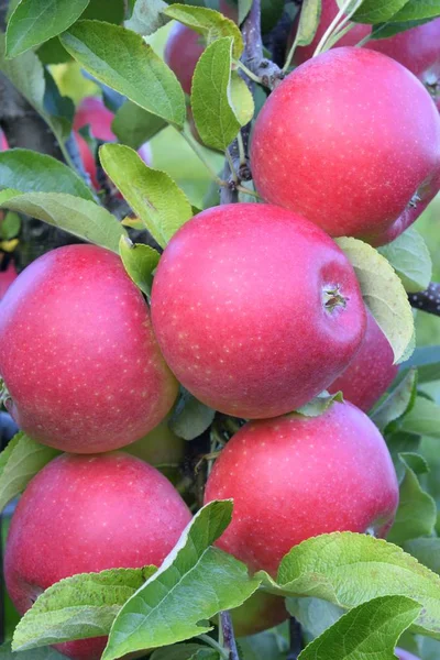 Κόκκινα Μήλα Ποικιλία Braeburn Baden Wrttemberg Γερμανία Ευρώπη — Φωτογραφία Αρχείου