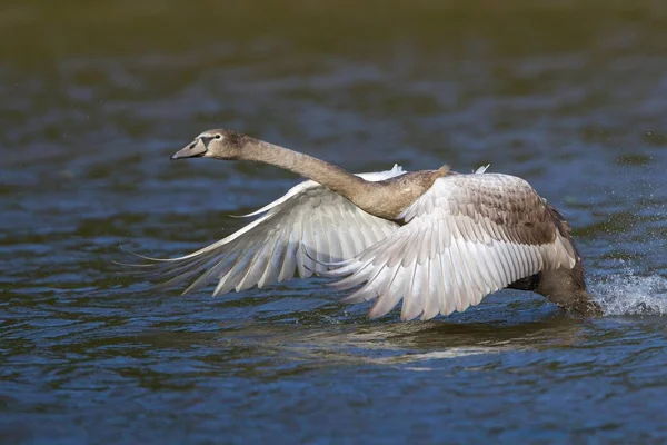 Young Mute Swan Taking Water North Hesse Hesse Germany Europe — Stock Photo, Image