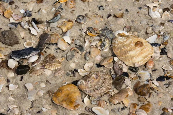 Pacific Oysters Fissostrea Pacifica Shells Syria Festival Германия Европа — стоковое фото