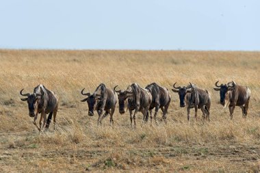 scenic view of Blue Wildebeest migration, Masai Mara National Reserve, Kenya, Africa clipart