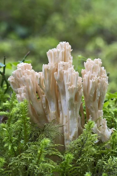 在模糊的背景下 拉玛利亚真菌类的特写 — 图库照片