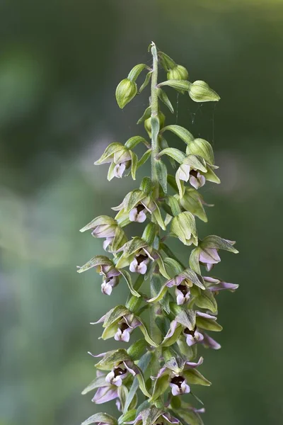 Broad Leaved Helleborine Closeup Blurred Background — 스톡 사진