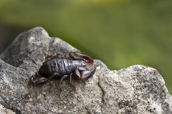 Piccolo Legno Scorpione Specie Primo Piano Contro Sfondo Sfocato — Foto Stock