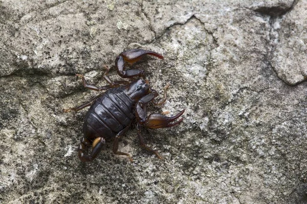 Small Wood Scorpion Species Closeup — Stock Photo, Image
