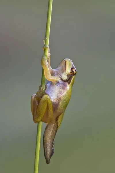 European Tree Frog Closeup Θολή Φόντο — Φωτογραφία Αρχείου