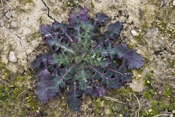 Sow Thistle Sonchus Rosette Burgenland Austria Europe — Stock Photo, Image