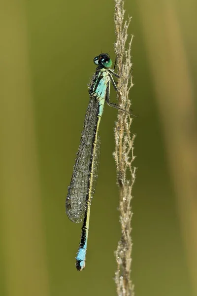 Modroocasý Damselfly Detailní Záběr Rozmazaném Pozadí — Stock fotografie