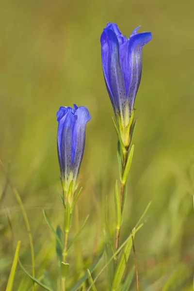 Marsh Genciana Primer Plano Sobre Fondo Borroso — Foto de Stock