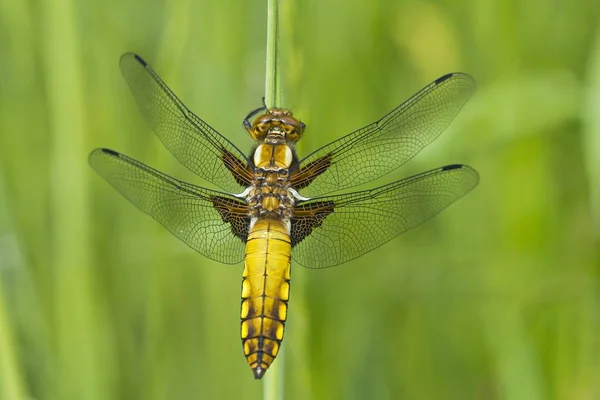 Broad Bodied Chaser Primer Plano Sobre Fondo Borroso — Foto de Stock