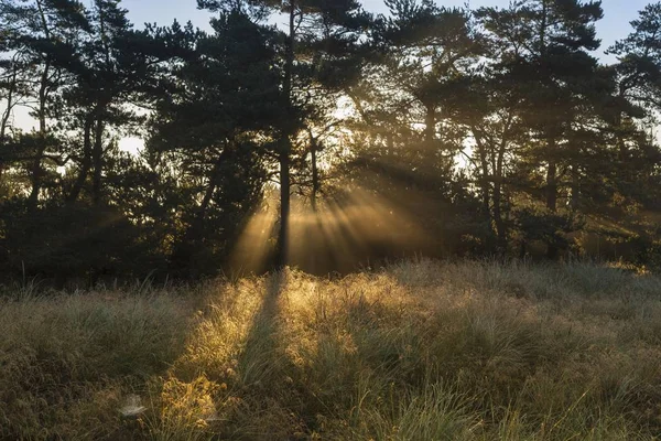Sun Rays Morning Mist Forest — Stock Photo, Image