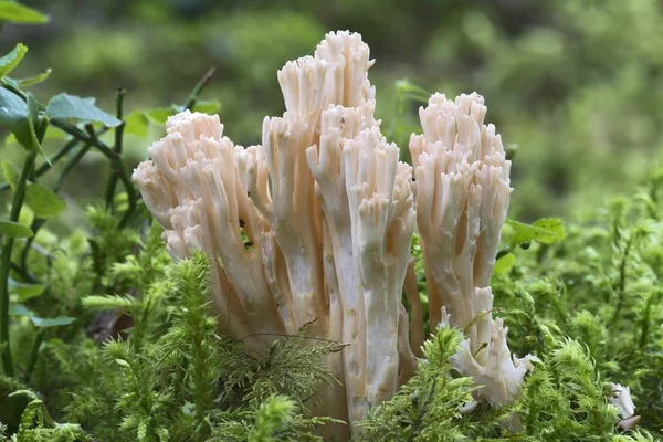 Ramaria Specie Fungo Primo Piano Contro Sfondo Sfocato — Foto Stock