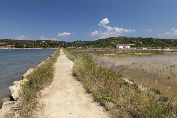 Ścieżka Przez Solnisko Rezerwacie Przyrody Strunjan Wybrzeże Adriatyku Istria Słowenia — Zdjęcie stockowe